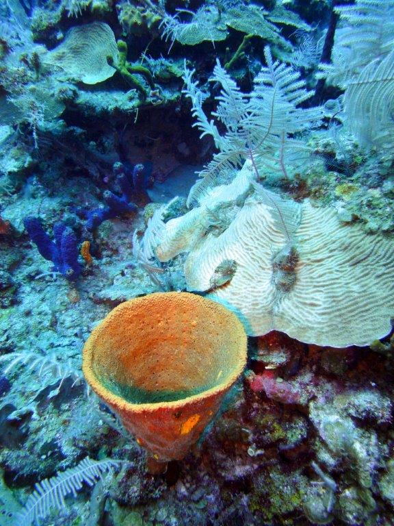 fondale marino con coralli colorati fotografato durante immersione sub