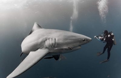 squalo subacqueo immersione pericolosa