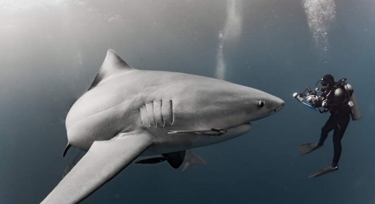 squalo subacqueo immersione pericolosa