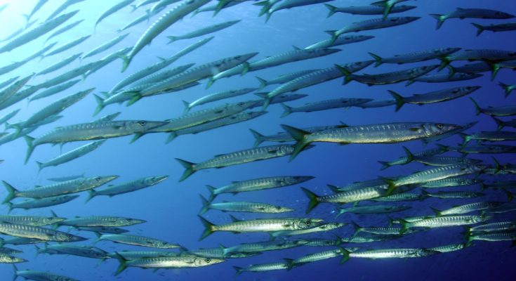 diving center a marettimo