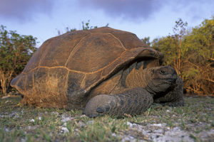 aldabra