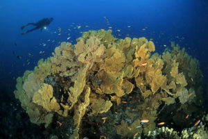 aldabra