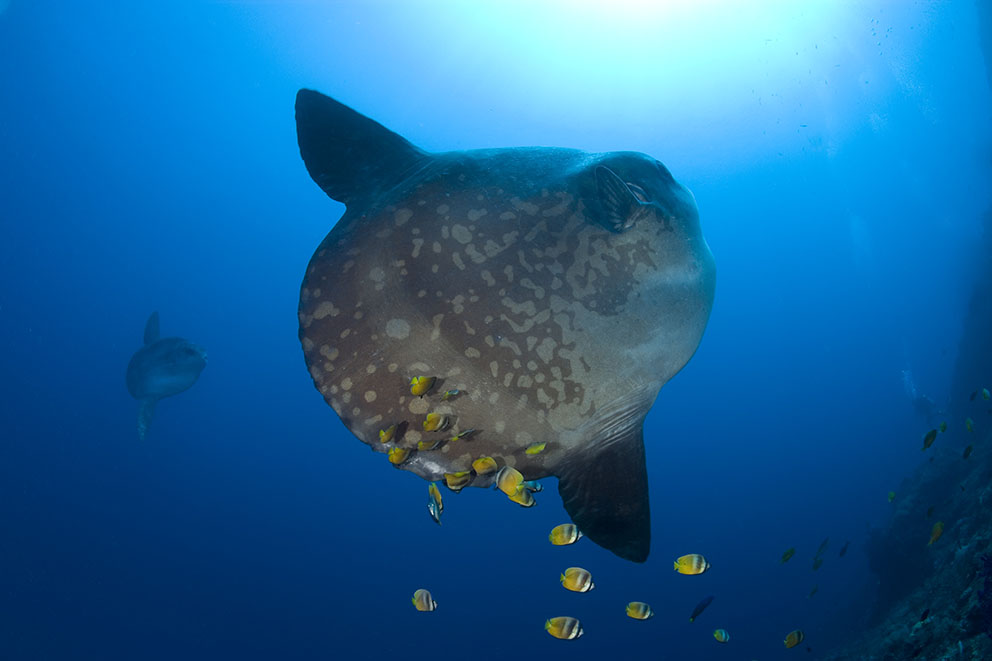 Mola mola