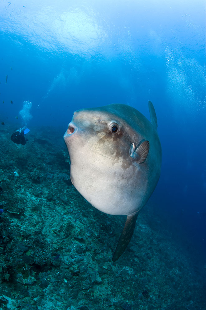 Mola mola