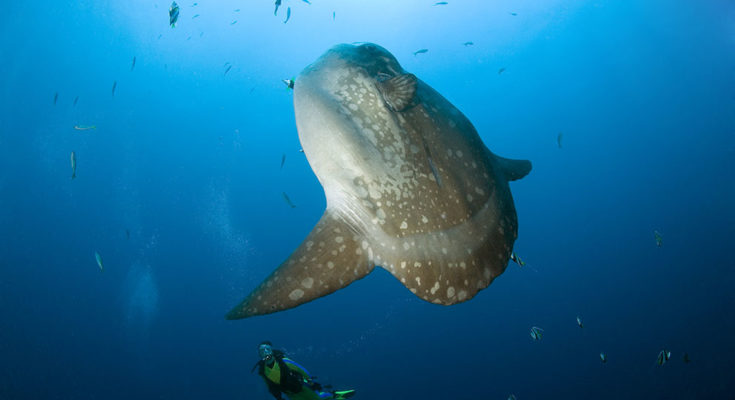 Mola mola