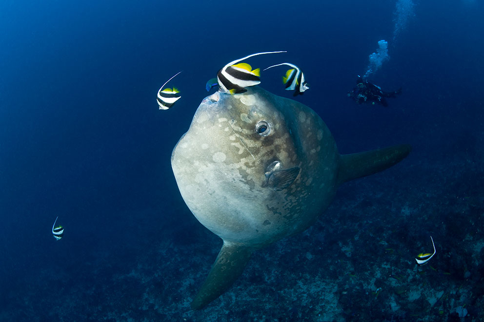 Mola mola