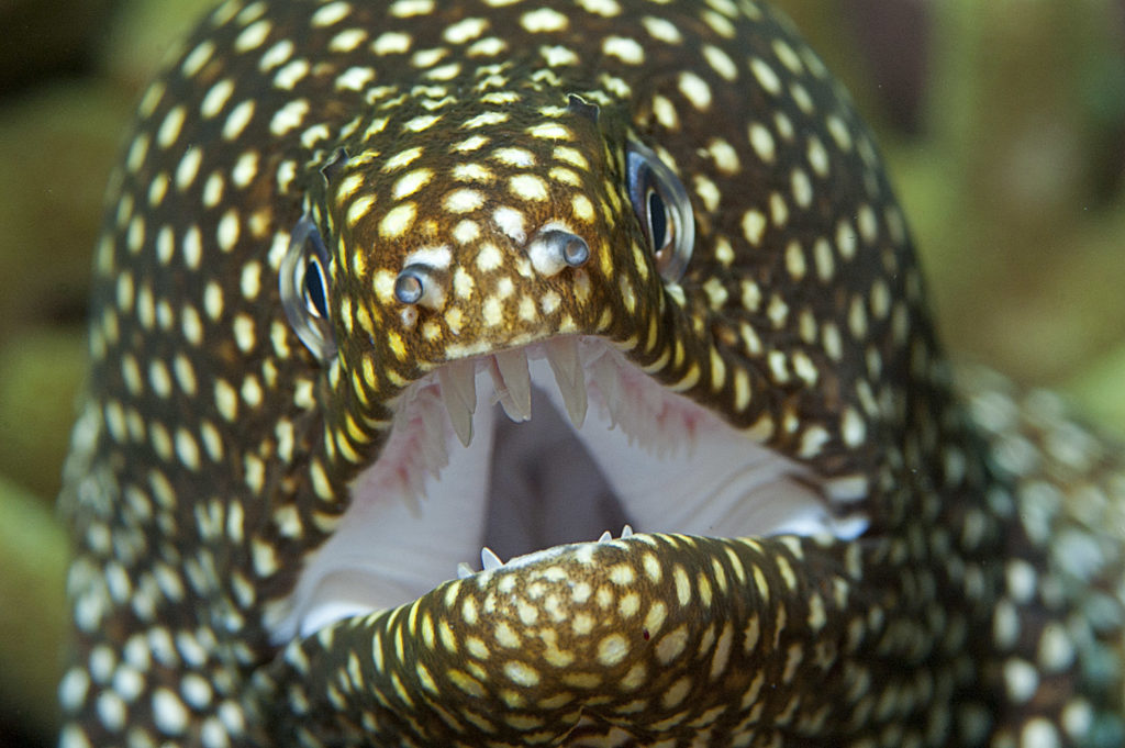 bocca dei pesci