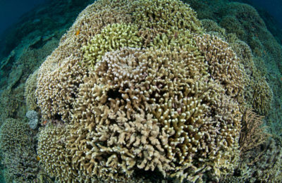 conservazione del reef