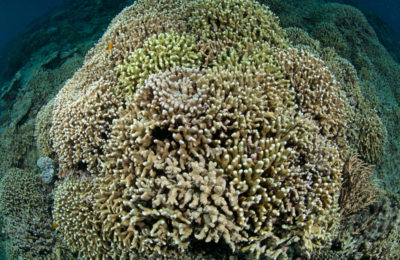 conservazione del reef