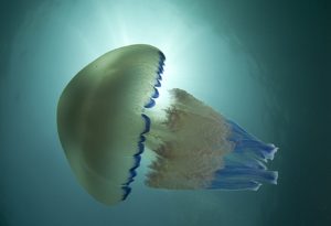 cose da sapere sulle meduse