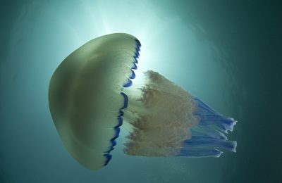 cose da sapere sulle meduse