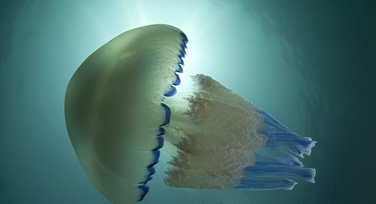 cose da sapere sulle meduse