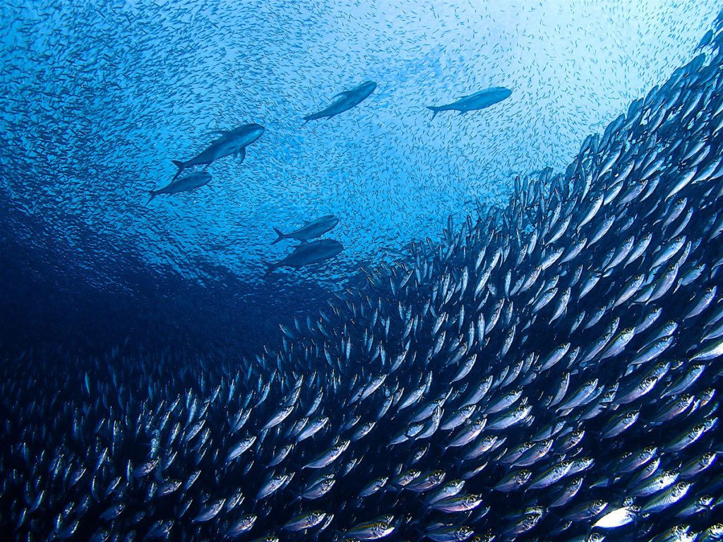 raja ampat