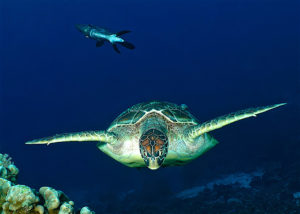 raja ampat