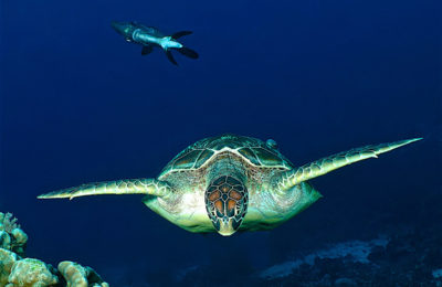 raja ampat