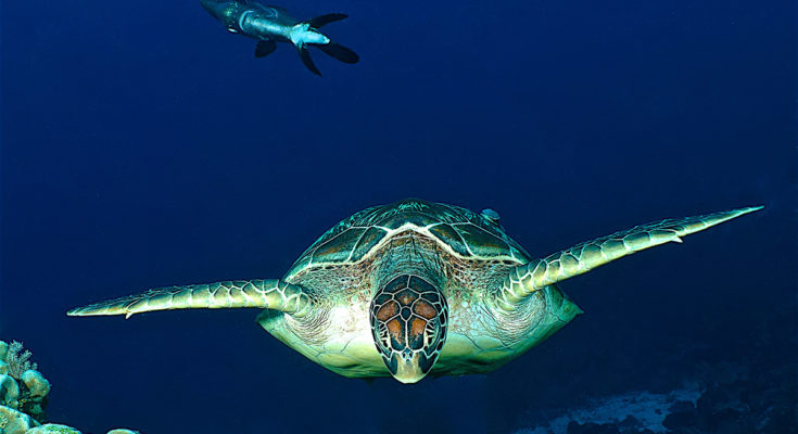 raja ampat