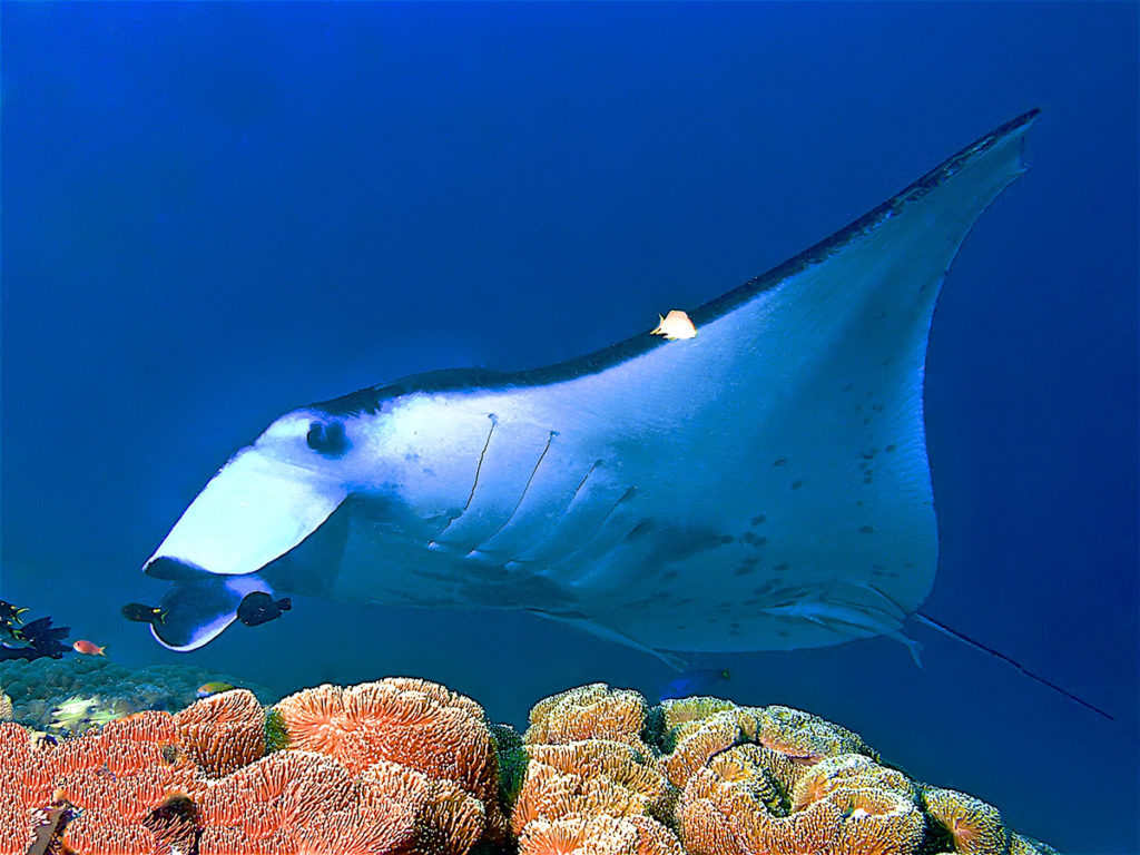 Manta alfredi gigante in indonesia
