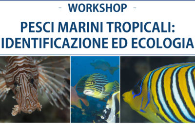 workshop pesci