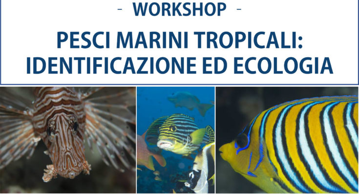 workshop pesci