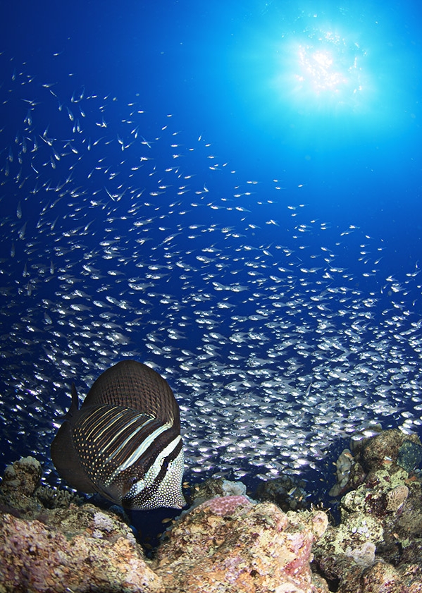 open water a Sharm El-Sheikh