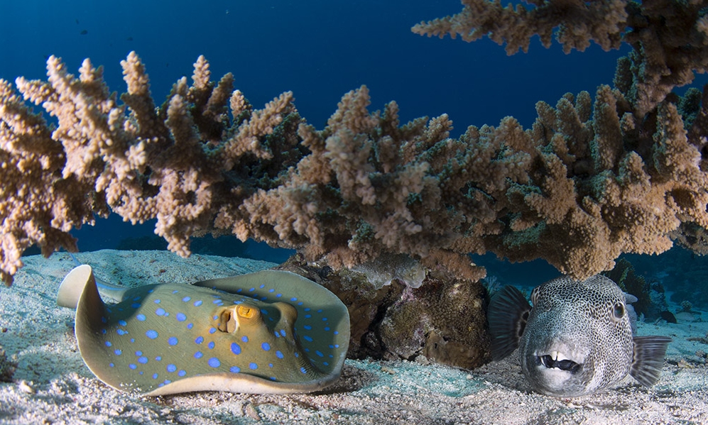 open water a Sharm El-Sheikh