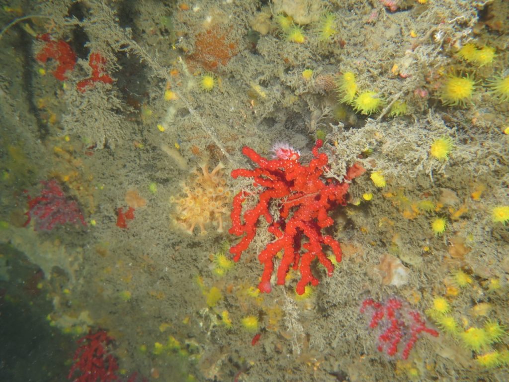 corallo a portofino