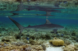 tubbataha reef