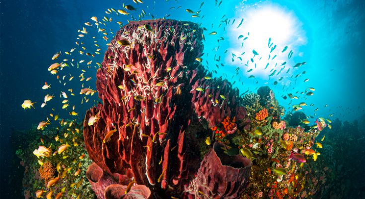 Filippine-barriera-corallina cebu