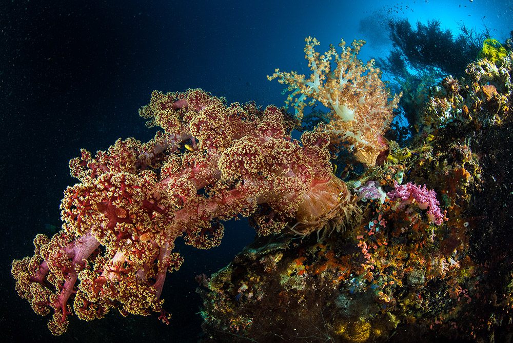 Barriera corallina a Malapascua nelle filippine