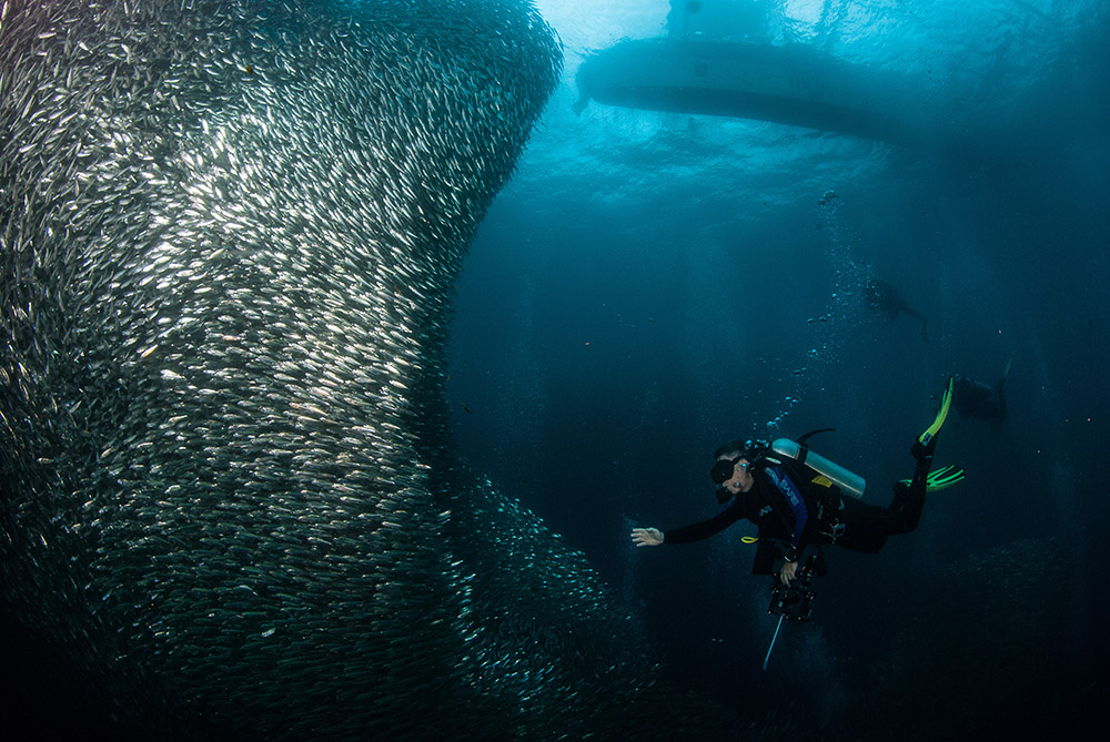 Sardine run a Cebu