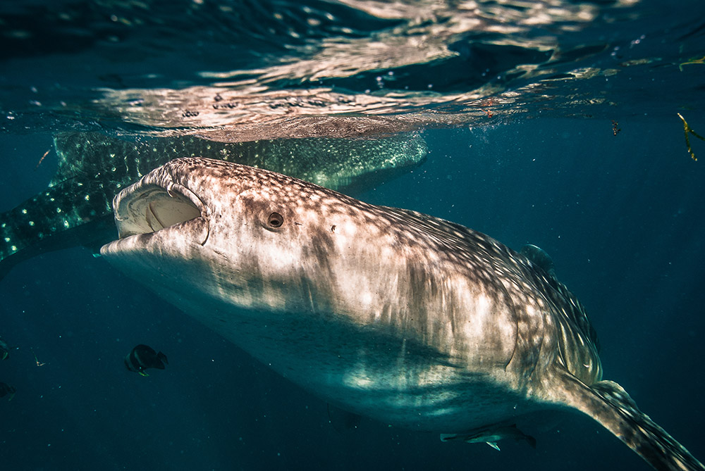 squalo balena a cebu fotografia subacquea
