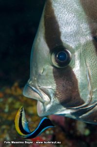 pesce intelligente