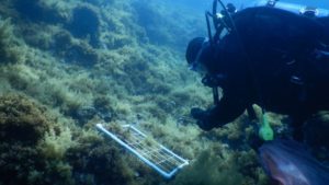 Corso di Tecniche di Monitoraggio Subacqueo @ Favignana
