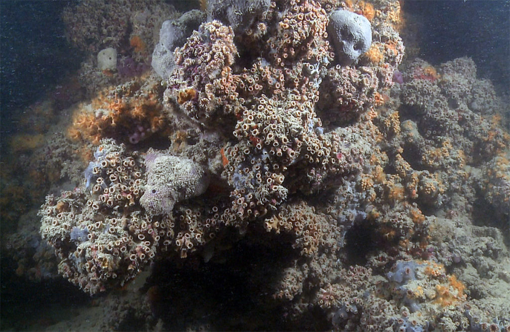 La barriera corallina più lunga del Mediterraneo