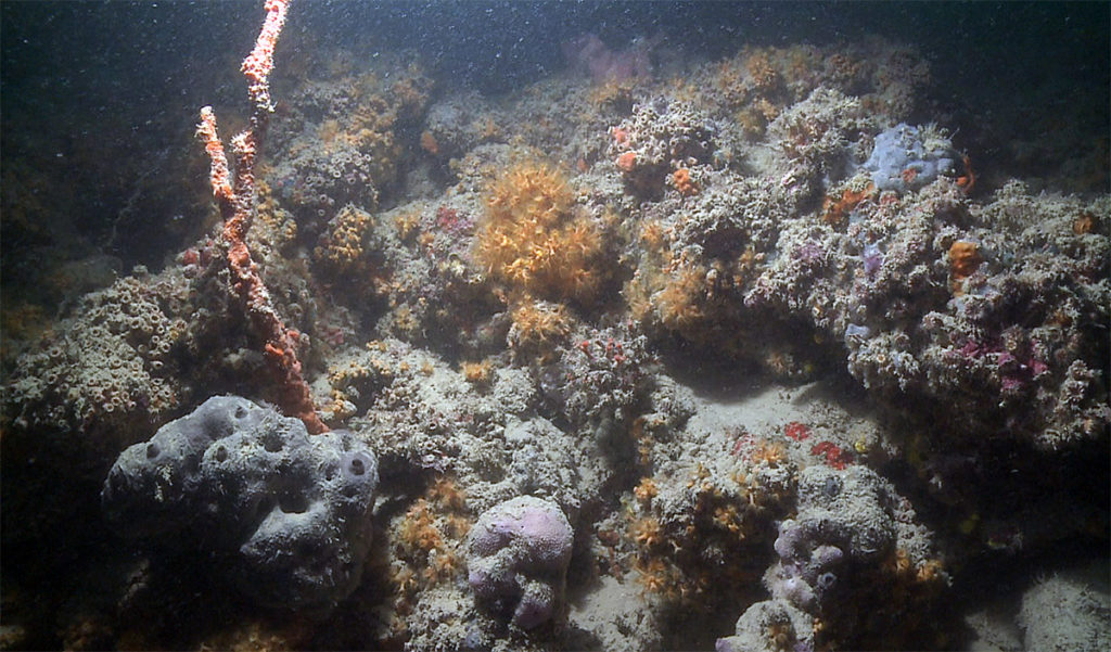La barriera corallina più lunga del Mediterraneo