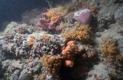 La barriera corallina più lunga del Mediterraneo