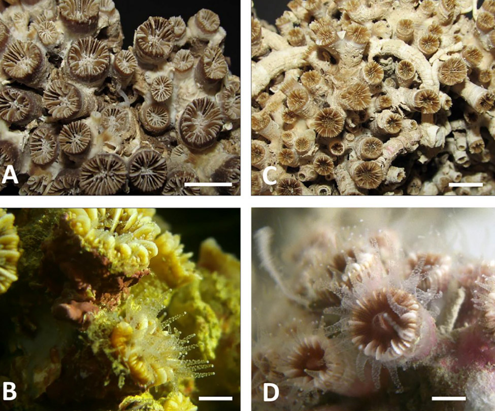 La barriera corallina più lunga del Mediterraneo