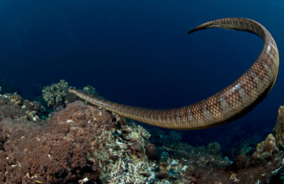 serpenti di mare