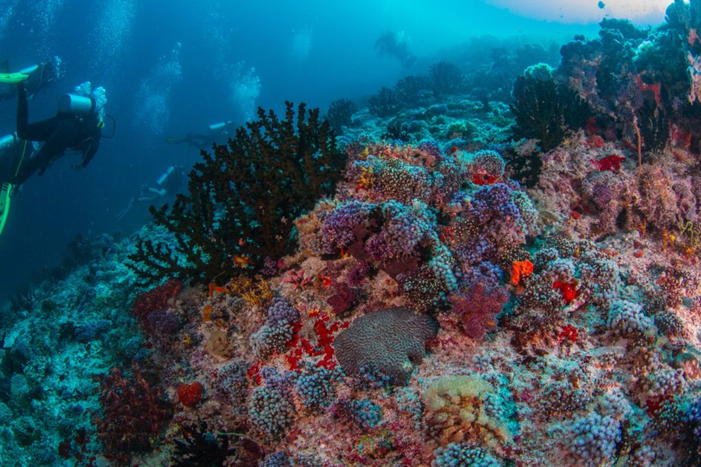 Crociera alle Maldive