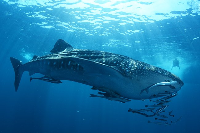 Crociera alle Maldive