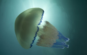 invasione di meduse
