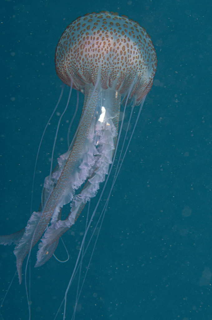 invasione di meduse