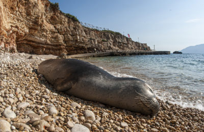 foca monaca