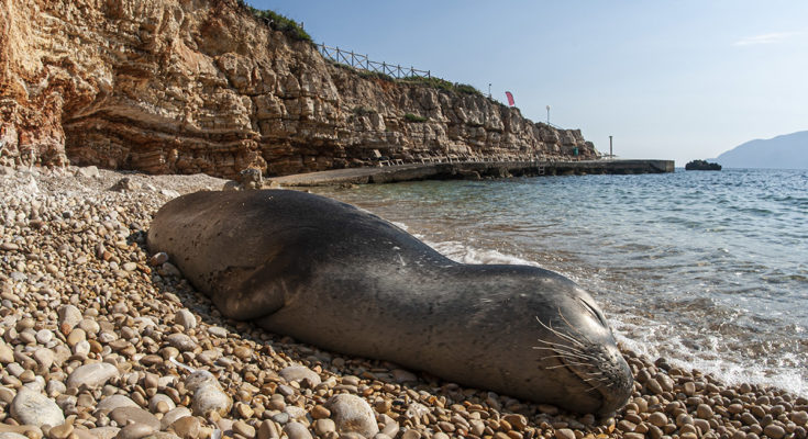 foca monaca