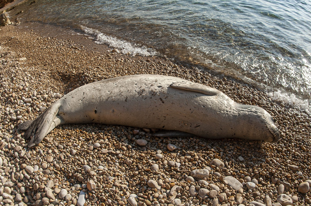 foca monaca