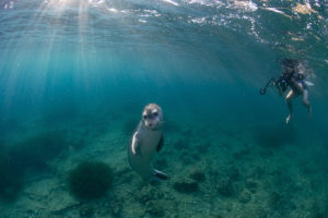 foca monaca