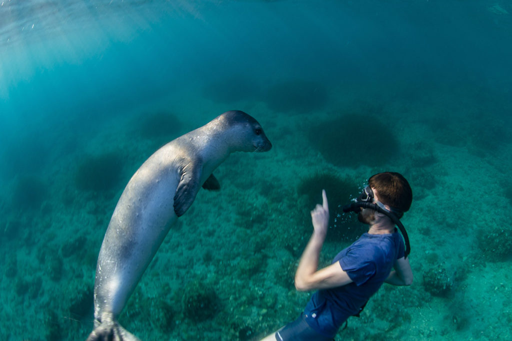 foca monaca