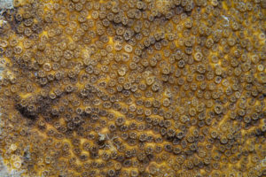 oculina patagonica