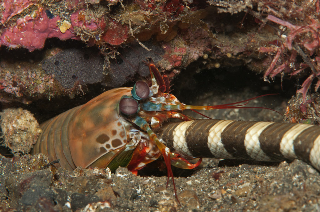 colpo della canocchia