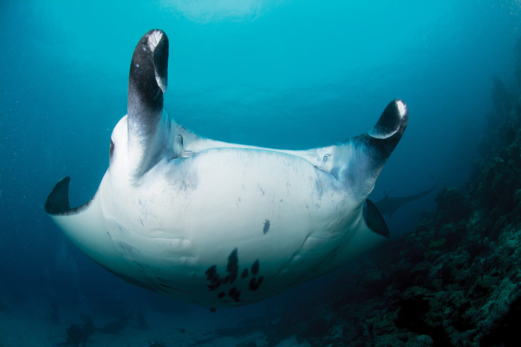 manta per amico